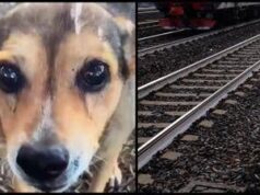 Cagnolina legata sui binari e uccisa, la confessione choc: “Mi hanno chiesto di farlo”
