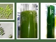 ‘Concerti’ di ultrasuoni per le microalghe per aumentare la produzione