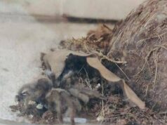 Milano, trovata una tarantola in strada