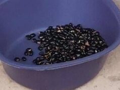 Mucuna Pruriens, tutti i benefici del legume tropicale utilizzato anche per il Parkinson