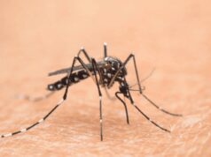 Nel Lazio primi 2 casi autoctoni di West Nile, oggi cabina di regia in Regione