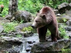 Orso abbattuto a Yellowstone, aveva imparato a rubare cibo a campeggiatori
