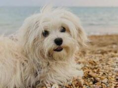 Spiagge, dall’accesso con i cani al gioco a pallone ecco il vademecum dei diritti dei bagnanti
