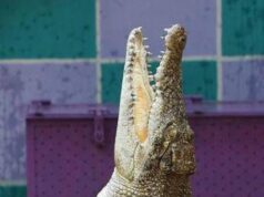 Svelato il mistero del coccodrillo a Ladispoli, il sindaco: “Era un giocattolo, denuncia per procurato allarme”