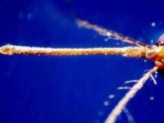 West Nile, seconda vittima in Campania: morto un 74enne