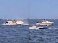 Balena contro barca, animale muore e uomo in mare