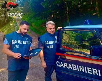 Botulino, Nas: “Conserve vegetali più a rischio, quando le aprite attenti al clic clac”