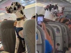 C’è un alano sull’aereo, il viaggio speciale con Horus