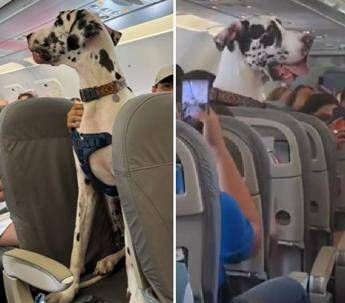 C’è un alano sull’aereo, il viaggio speciale con Horus