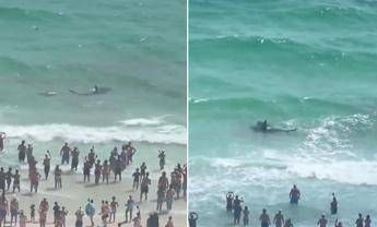 Squalo contro razza, il duello mozzafiato a riva