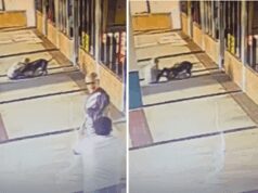 Donna prende a morsi un pitbull per salvare il suo cane: il video choc