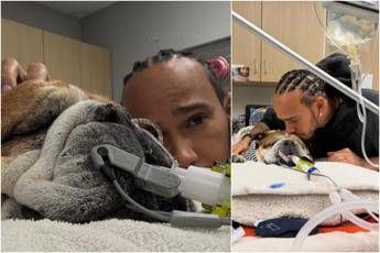 Hamilton, il cane Roscoe è malato: “Ha la polmonite, ora è in coma”