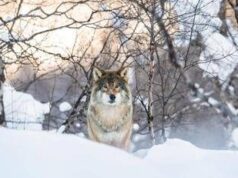 Lupo abbattuto a Trento, Brambilla contro Fugatti: “Ora ha il suo trofeo”