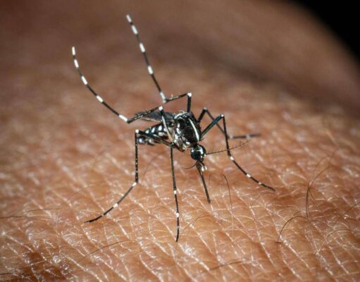 Roma, misure anti-zanzare in vista dell’estate: cosa dice l’ordinanza