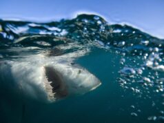 Squalo attacca due ragazzi in Australia, morta una ventenne