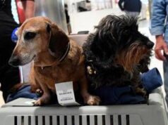 Cani nella stiva dell’aereo? Per la Corte Ue sono come bagagli: la sentenza