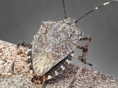 Cimice asiatica, torna l’emergenza: danni record a pere e mais, allarme degli agricoltori