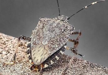 Cimice asiatica, torna l’emergenza: danni record a pere e mais, allarme degli agricoltori