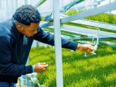 Coltivare senza terra per produrre cibo ovunque, la scommessa di Smartel in Nigeria