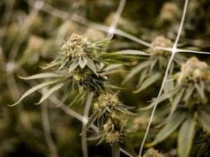 Farmaco con cannabis funziona contro dolore cronico, lo studio