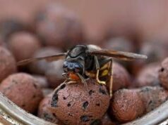 Sciame di calabroni attacca 30 persone nel Torinese, paura al parco della Mandria