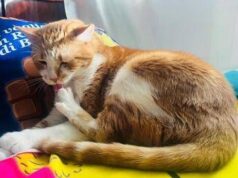Supercat show, sfilate adozioni e miao-mercatino per la mostra felina internazionale