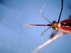 West Nile, terzo morto nell’Oristanese e nuovo contagio: casi salgono a 38