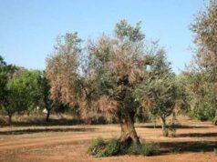 Xylella, Cia: è allarme per Calabria, agire subito o danni irreparabili per settore olivicolo