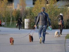 Cani, tumori cerebrali e artrosi: cura innovativa con staminali