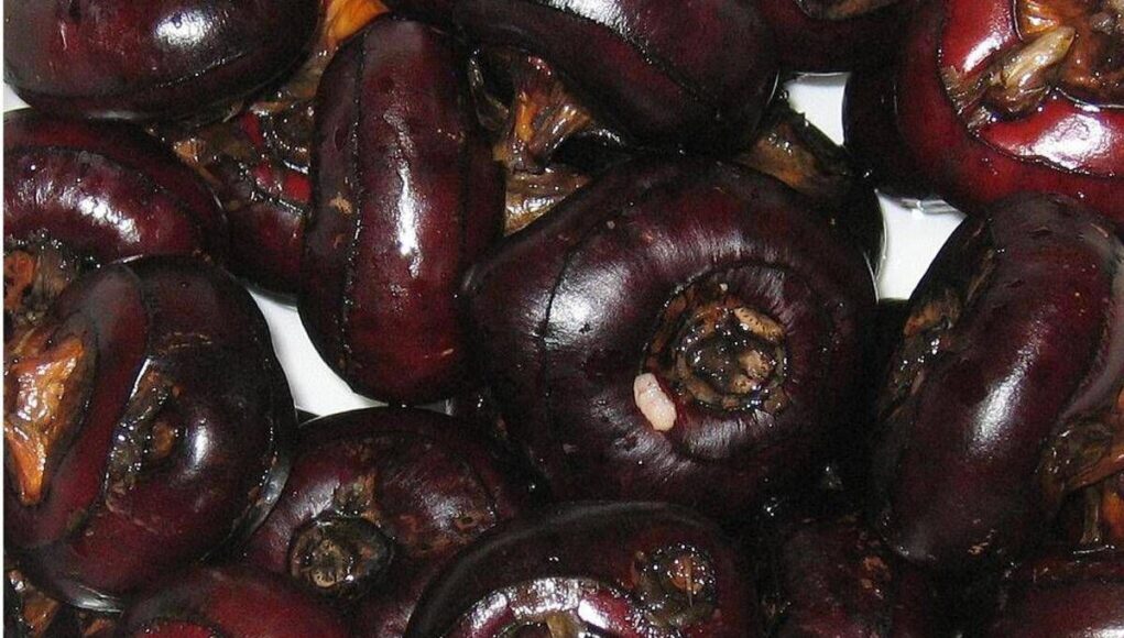 Castagne d’acqua, lo snack che protegge fegato e cervello: cosa sono e come si mangiano