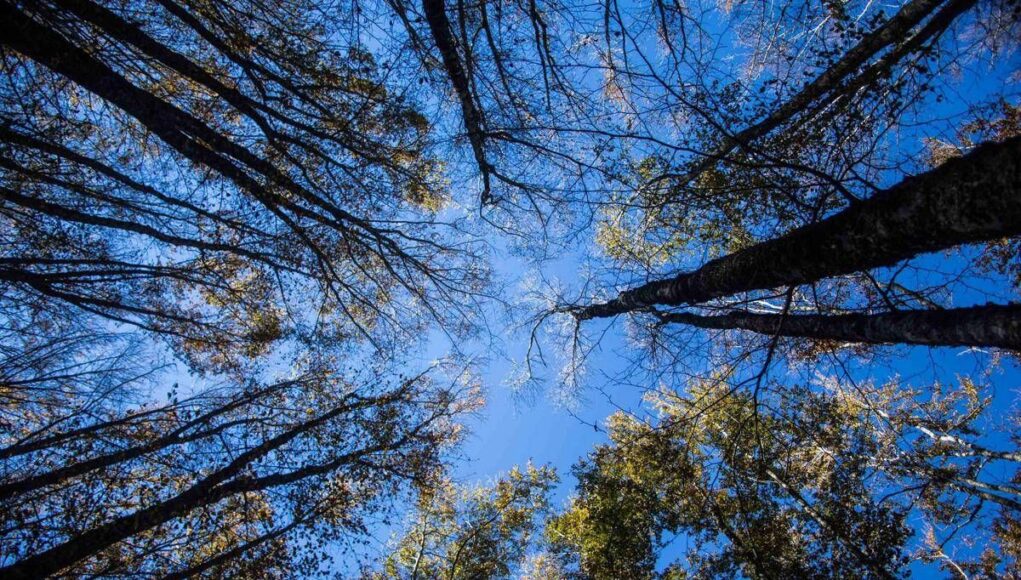 L’estate di San Martino non delude, stop alla pioggia arrivano beltempo e temperature miti