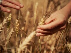 Mondelez, Mangiarotti: “Con Harmony supportiamo introduzione di tecniche di agricoltura rigenerativa”
