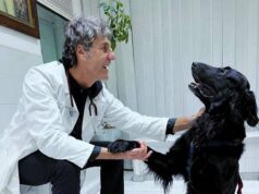 Perché i cani danno la zampa? Ecco come capire le richieste di Fido