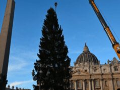 Piazza San Pietro, arriva il Natale: innalzato l’abete gigante da 27 metri