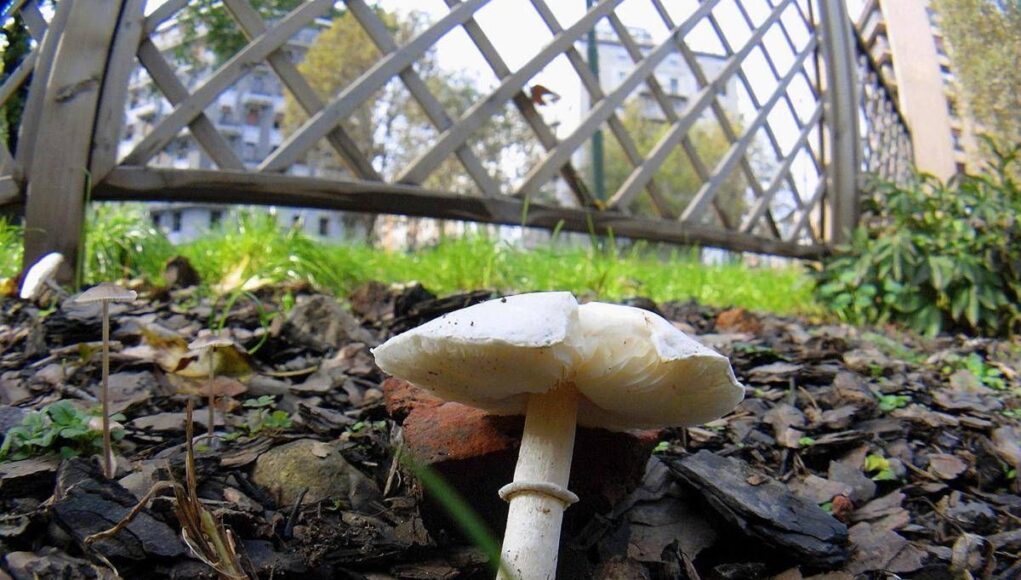 Si affidano al web per capire se i funghi sono commestibili, due donne intossicate