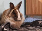 Allarme leishmaniosi in Europa, cos’è la malattia e quali animali la trasmettono