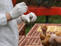 Aviaria, Bassetti: “Sarà prossima pandemia, si tratta solo di stabilire quando accadrà ”