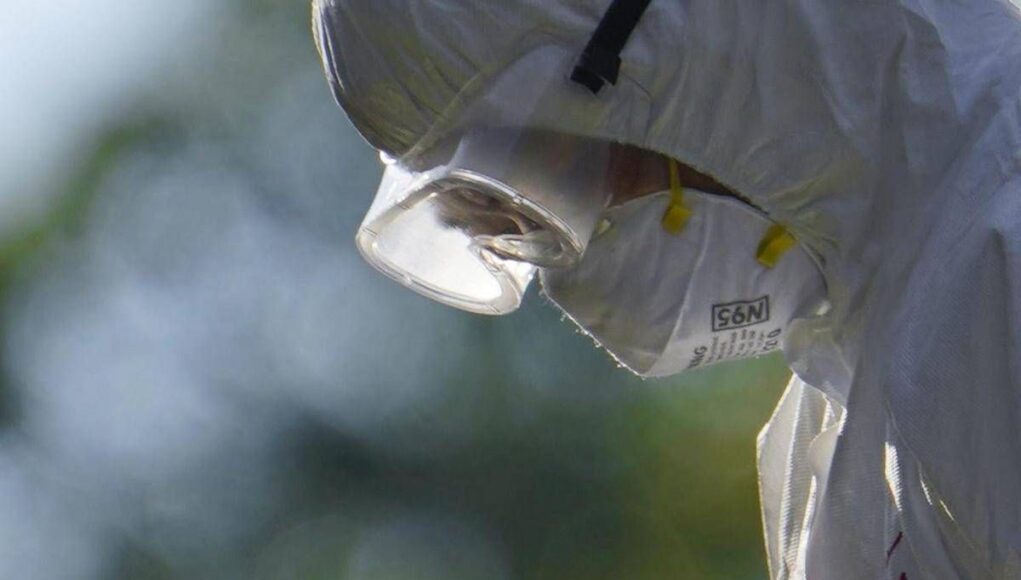 Aviaria, l’allarme dell’Ecdc: “In Europa più rischi per l’uomo”, cosa sta succedendo