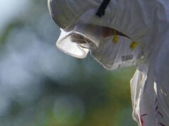 Aviaria, l’allarme dell’Ecdc: “In Europa più rischi per l’uomo”, cosa sta succedendo