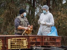 Aviaria, negli Usa primo caso umano al mondo di virus H5N5: morto il paziente infettato