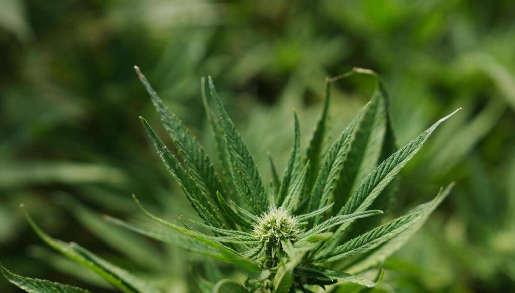 Cannabis light, Consiglio Stato accoglie ricorso: le aziende possono continuare a lavorare