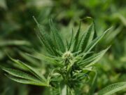 Cannabis light, Consiglio Stato accoglie ricorso: le aziende possono continuare a lavorare