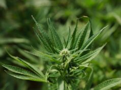 Cannabis light, Consiglio Stato accoglie ricorso: le aziende possono continuare a lavorare