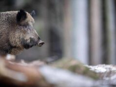 Caricato da un cinghiale durante battuta di caccia, morto pensionato