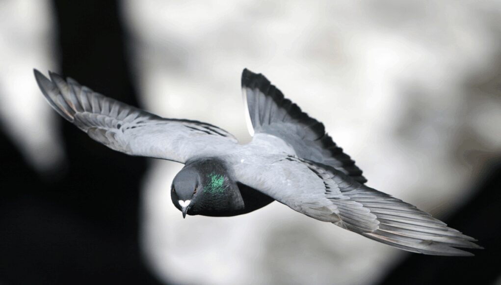 I piccioni nel bilancio delle città, migliaia di euro per pulire