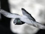 I piccioni nel bilancio delle città, migliaia di euro per pulire