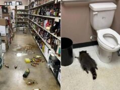 Il ladro di liquori è un procione, si ubriaca in negozio e sviene