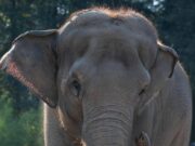 India, treno passeggeri travolge una mandria di elefanti: uccisi 8 esemplari