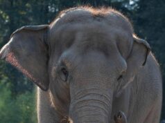 India, treno passeggeri travolge una mandria di elefanti: uccisi 8 esemplari