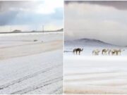 L’Arabia Saudita ‘riscopre’ la neve, primi fiocchi dopo 30 anni